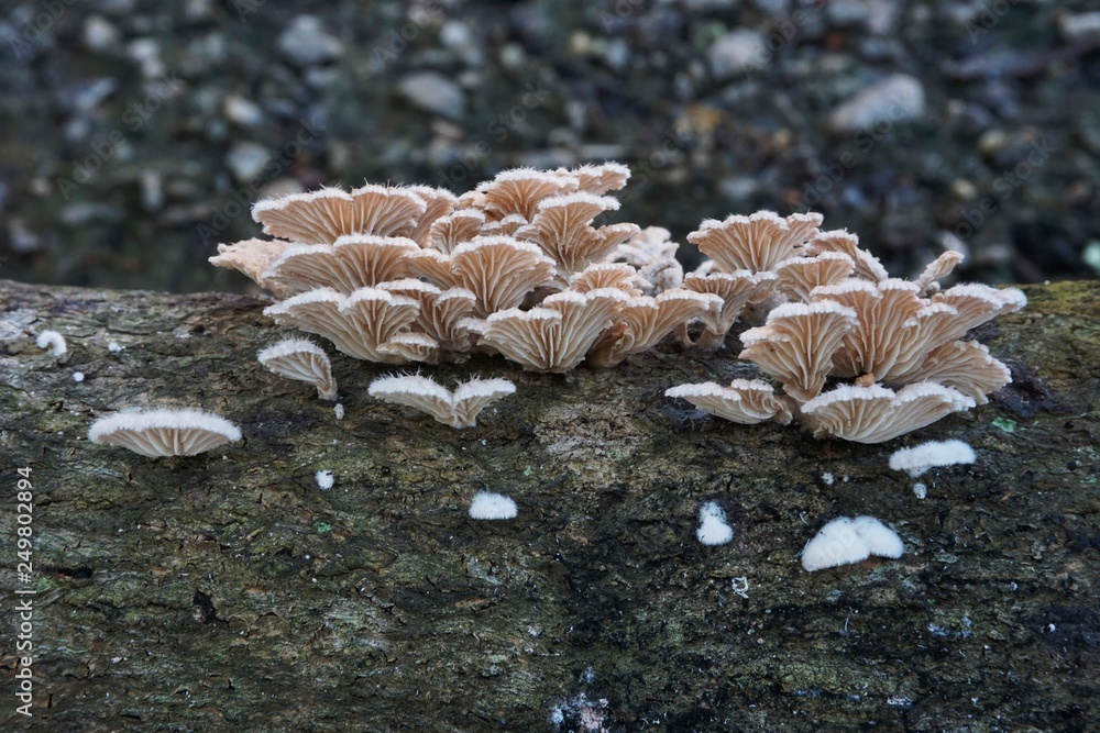 wild mushrooms on the tree wild mushrooms on the tree