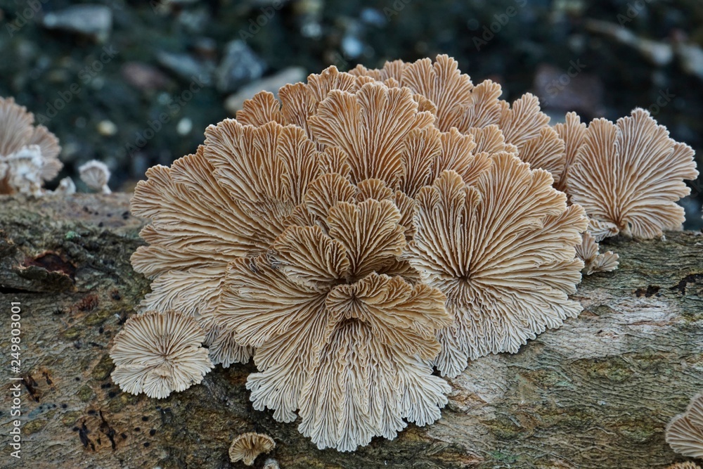 mushrooms on the tree mushrooms on the tree