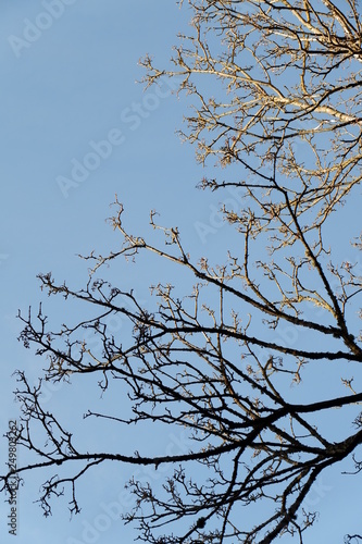 Tree and sky