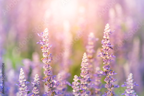 Close up nature view of purple flower under sun light. Natural green plants landscape using as a background or wallpaper.