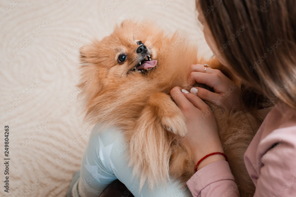 Teenage girl with a dog breed Spitz rejoices with a pet at home on the floor. Teenage girl with a dog breed Spitz rejoices with a pet at home on the floor.