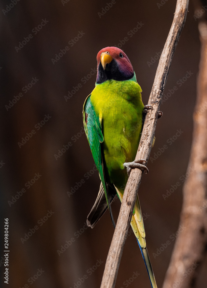 Deep Green, Yellow, and Red Plumage on a Plum Crested Parrot on a Branch