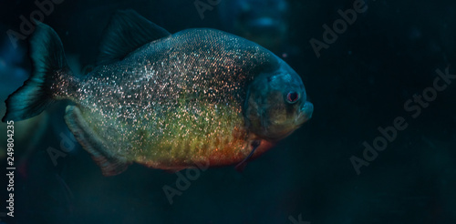 Metallic Hued Red Bellied Piranha