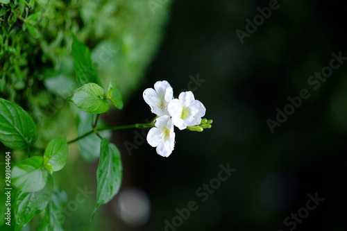 white flower in garden © amonphan
