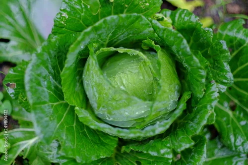 Obraz organic green cabbage fresh vegetable farm