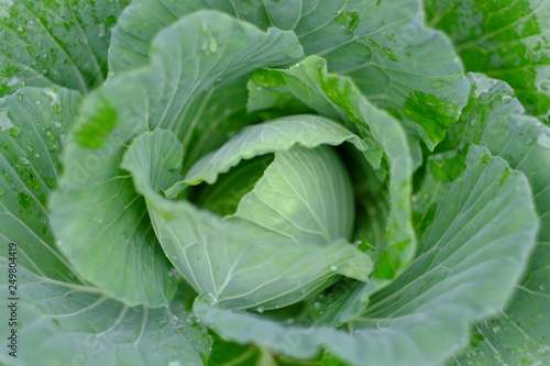 organic green cabbage fresh vegetable farm