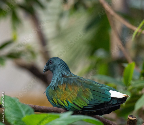 Metallic Rainbow Hued Plumage on a Nicobar Pigeon on a Branch
