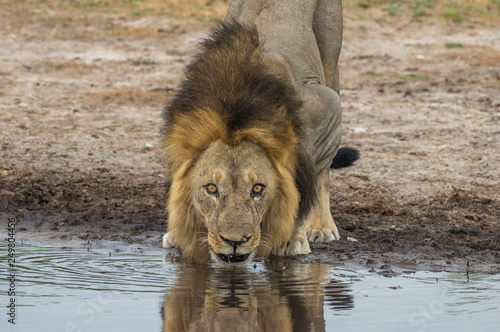 The Savuti Marsh Pride lions roam in the Chobe National Park Botswana.