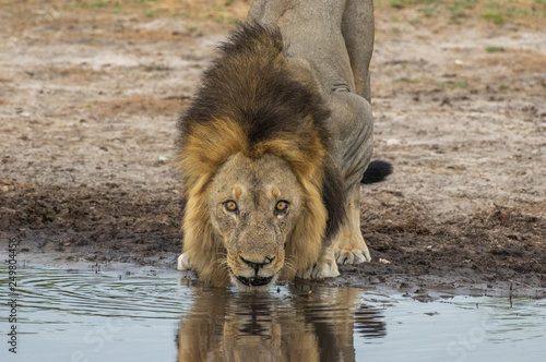 The Savuti Marsh Pride lions roam in the Chobe National Park Botswana.
