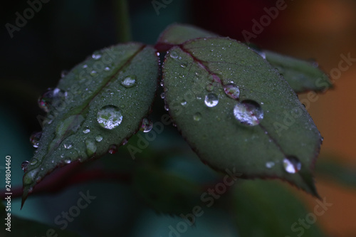 Morning Dew Drops on Rose Leafs