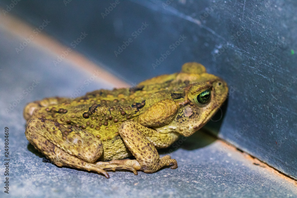 Fototapeta premium Macro of a green and brown frog isolated on black and gray background 