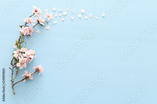 Stampa su Tela photo of spring white cherry blossom tree on pastel blue wooden background