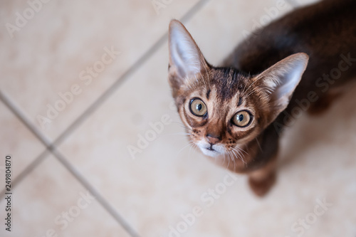 Cute Abyssinian  kitten  Looks up  wants to play or eat  space for text
