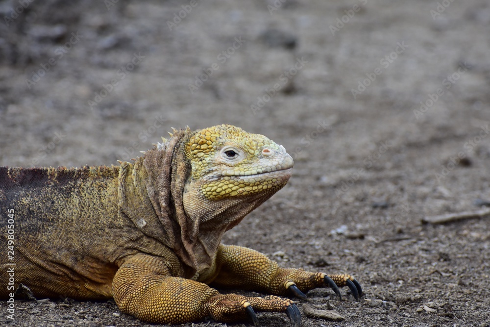 Yellow iguana in nature Yellow iguana in nature