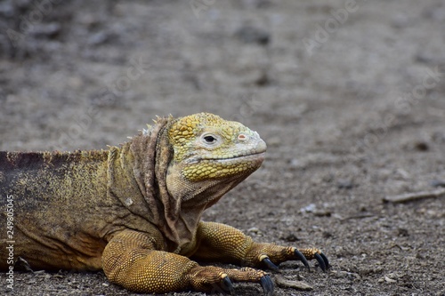 Yellow iguana in nature