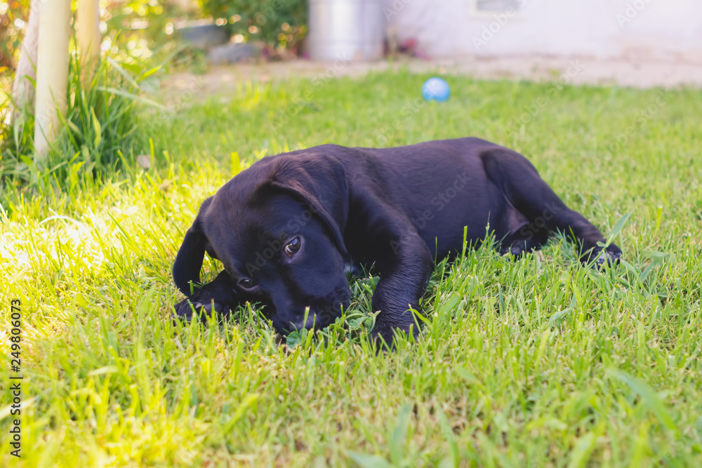 Black mixed cute breed labrador puppy laying on grass Black mixed cute breed labrador puppy laying on grass