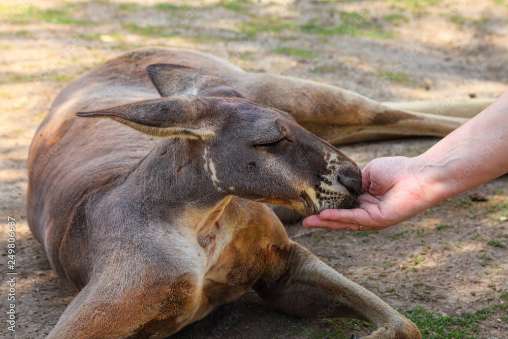 Kangaroo and woman are friends. Woman is feeding the kangaroos. Human hand give the food to kangaroo. Friendship and trust. Animals protection Kangaroo and woman are friends. Woman is feeding the kangaroos. Human hand give the food to kangaroo. Friendship and trust. Animals protection