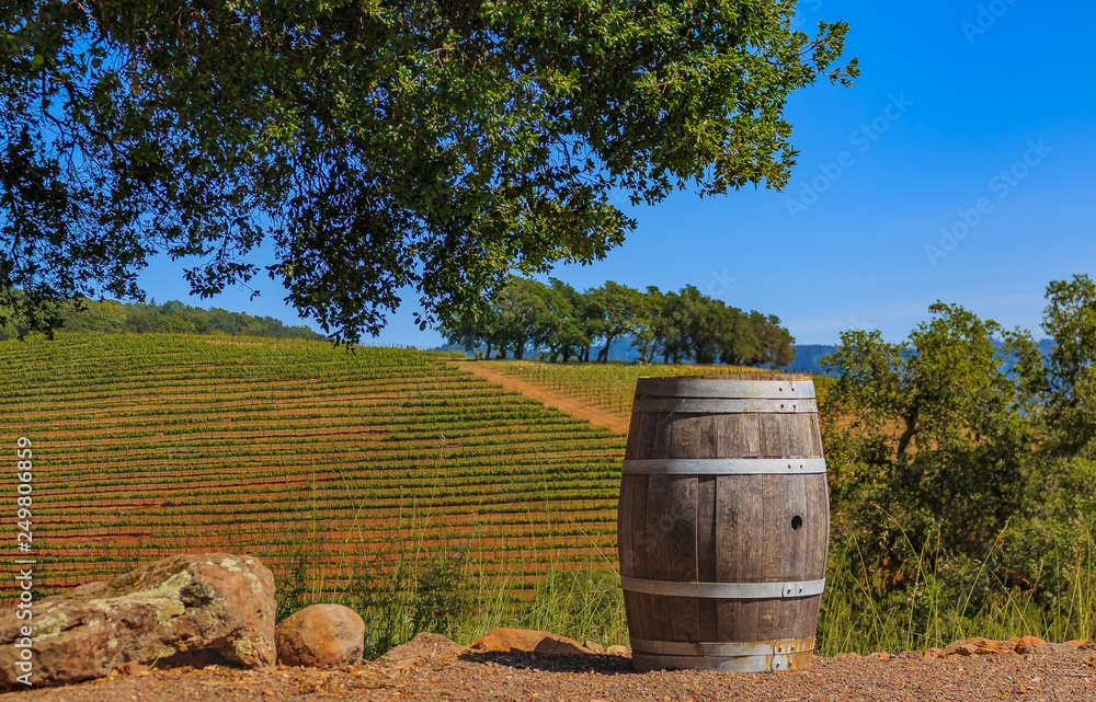 Rows of grape vines on rolling hills with a wine barrel in the foreground at a vineyard in the spring in Sonoma County, California, USA Rows of grape vines on rolling hills with a wine barrel in the foreground at a vineyard in the spring in Sonoma County, California, USA