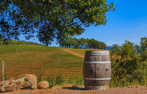 Rows of grape vines on rolling hills with a wine barrel in the foreground at a vineyard in the spring in Sonoma County, California, USA