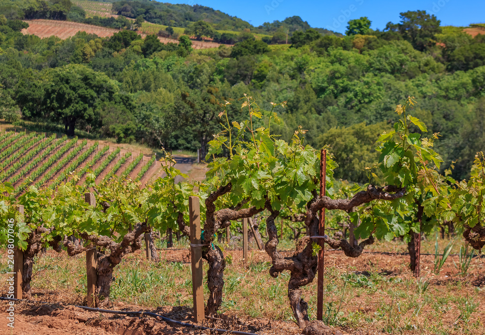 Close view of old grape vines and rolling hills at a vineyard in the spring in Sonoma County, California, USA