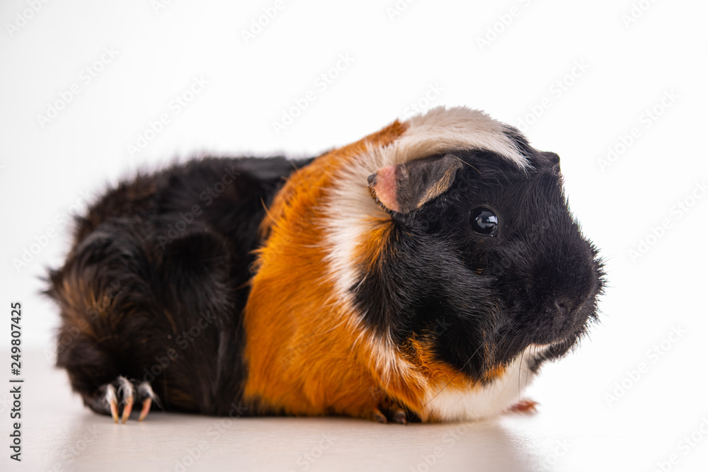 black,white and red guinea pig black,white and red guinea pig