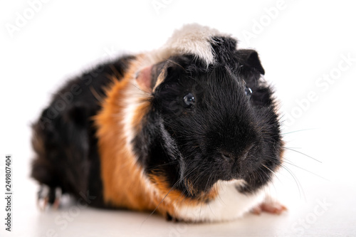 black,white and red guinea pig