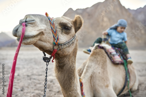 Small boy in checkered keffiyeh on arabian camel outdoors