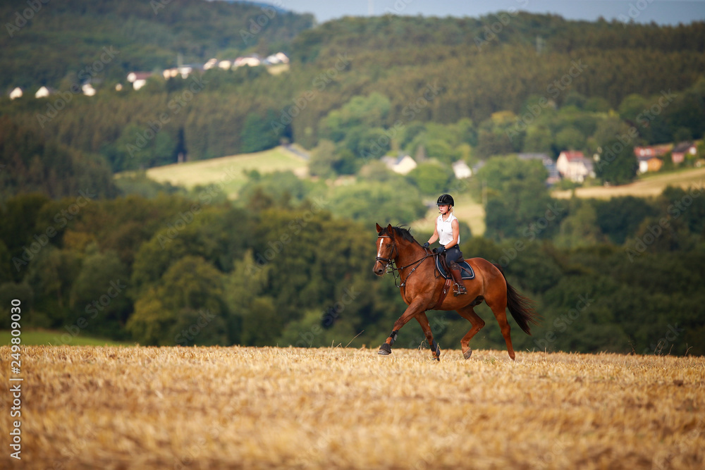 Horsewoman with horse galloping on a stubble field in summer photographed from the front from some distance.. Horsewoman with horse galloping on a stubble field in summer photographed from the front from some distance..