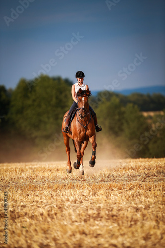 Фотография Horsewoman with horse galloping on a stubble field in summer photographed from the front from some distance