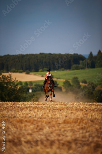 Horsewoman with horse galloping on a stubble field in summer photographed from the front from some distance..