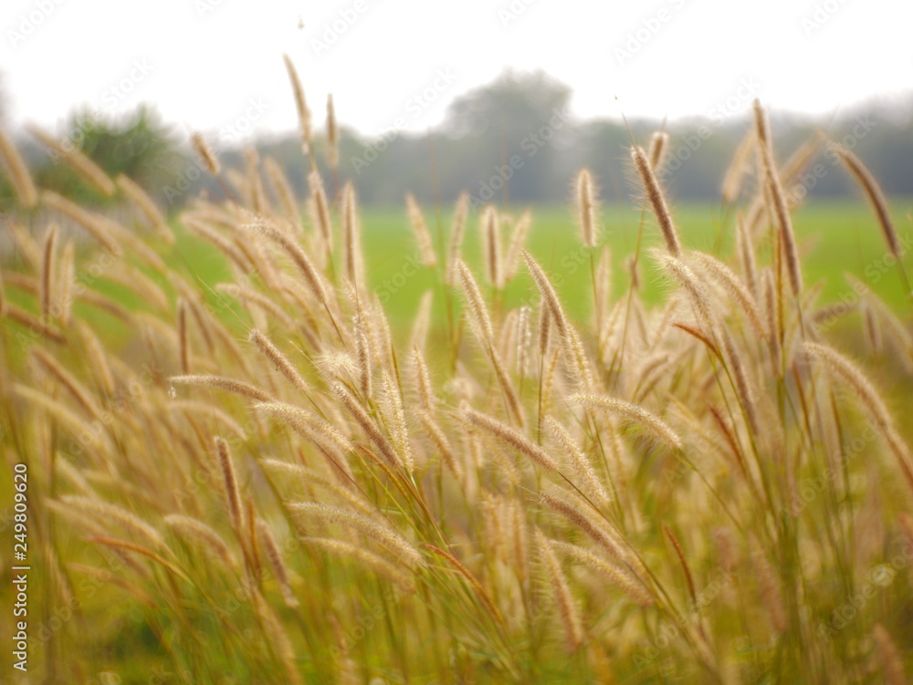 grass field nature background,outdoor summer