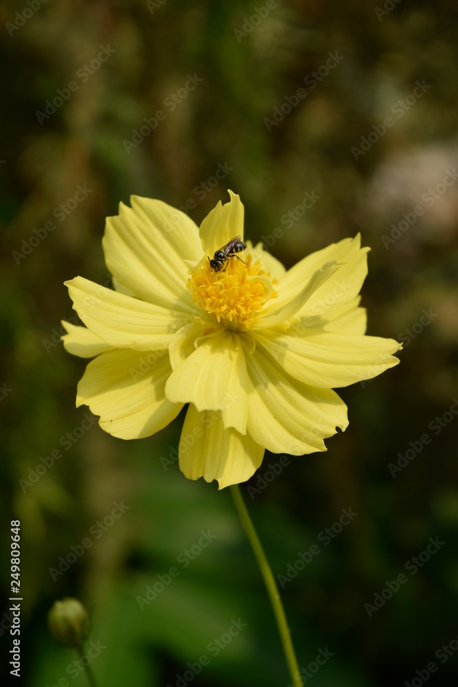 Close-Up Of yellow Flowering Plant In the garden. Close-Up Of yellow Flowering Plant In the garden.
