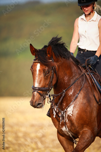 Horse with rider in close-up. Head portraits from the front, foamy, sweaty with front harness..