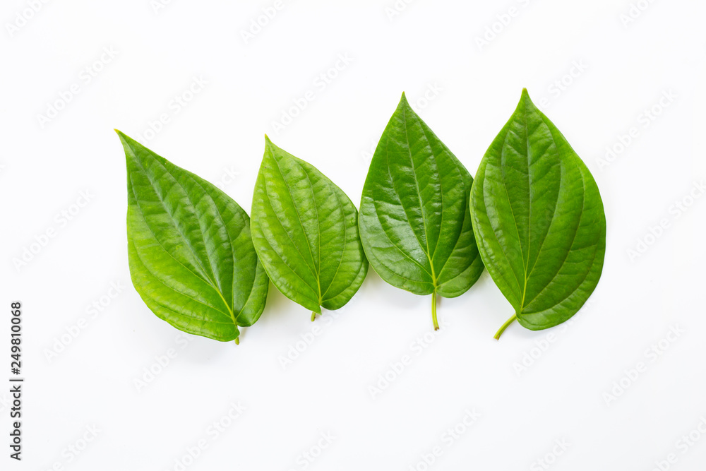 Obraz premium Green betel leaves, Fresh piper betle on white