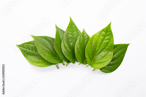 Green betel leaves, Fresh piper betle on white photo