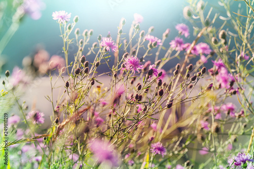 Mountain meadow