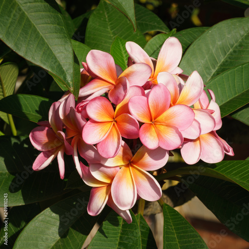 pink frangipani