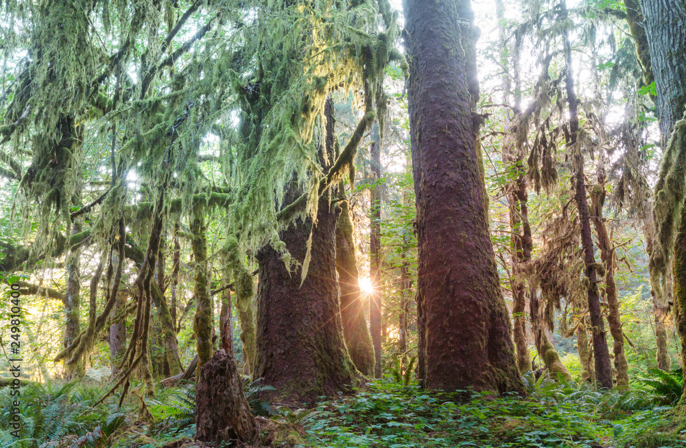 Fototapeta premium Rain forest