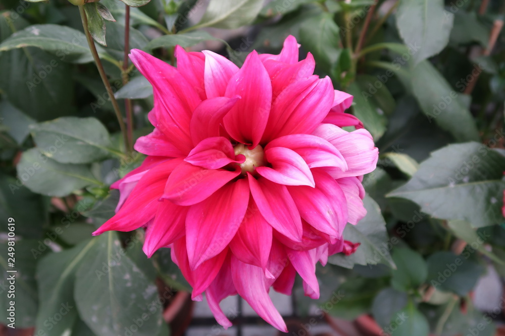 Hong Kong Flowers Hong Kong Flowers