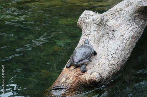 Hong Kong Turtle