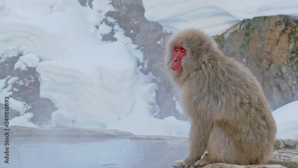 Japanese monkey. Jigokudani Monkey Park, Nagano Prefecture, Japan. Japanese monkey. Jigokudani Monkey Park, Nagano Prefecture, Japan.