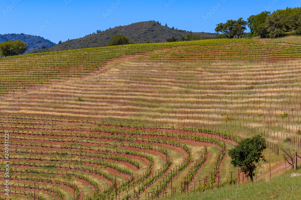 Rows of grape vines on rolling hills at a vineyard in Sonoma County, California, USA