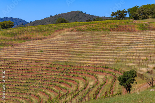 Rows of grape vines on rolling hills at a vineyard in Sonoma County  California  USA