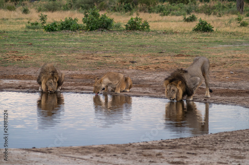 The Savuti Marsh Pride lions roam in the Chobe National Park Botswana. © sean heatley