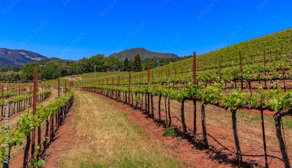 Close view of grape vines at a vineyard in the spring in Sonoma County, California, USA