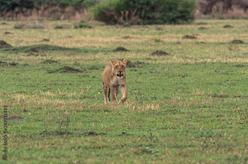 The Savuti Marsh Pride lions roam in the Chobe National Park Botswana. The Savuti Marsh Pride lions roam in the Chobe National Park Botswana.