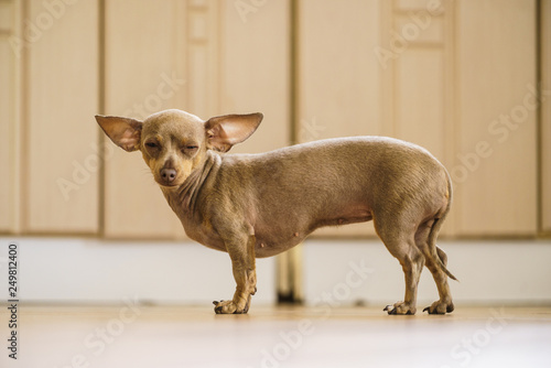Little dog pinscher indoor © Voyagerix