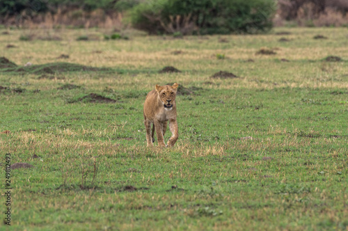 The Savuti Marsh Pride lions roam in the Chobe National Park Botswana.