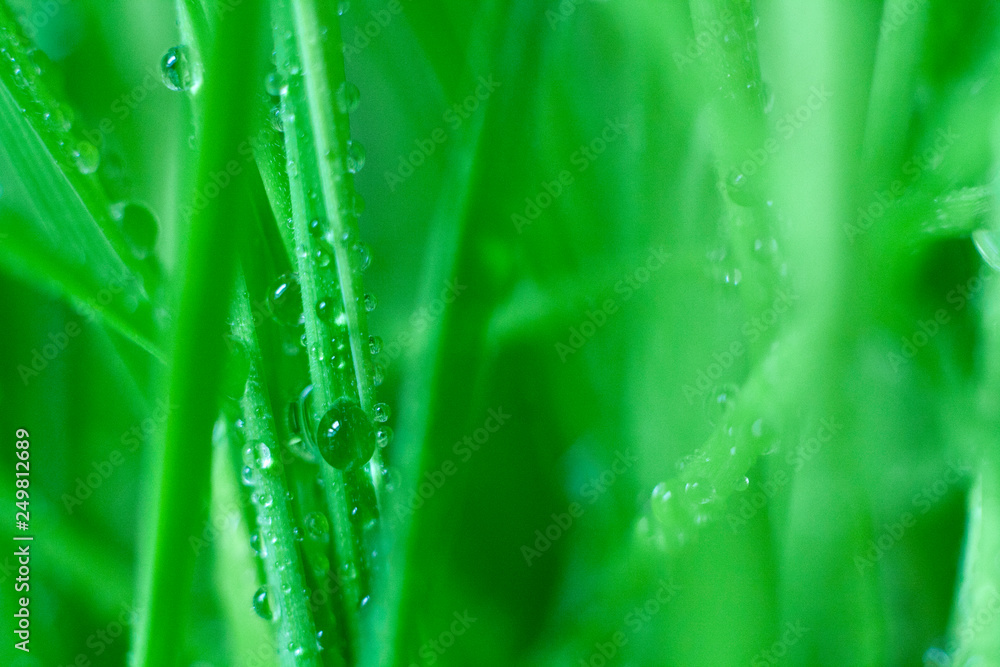 drops of dew on the stem of wheat drops of dew on the stem of wheat