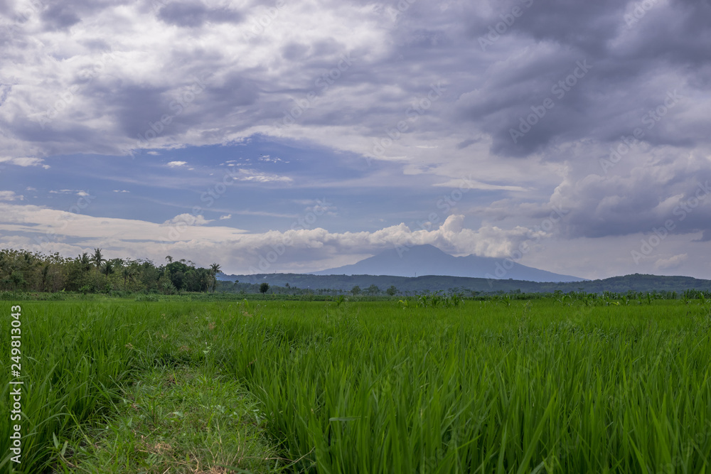 Green field and blue sky, landscape of paddy field, Indonesia